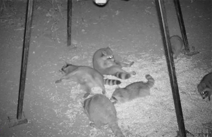 Game Camera Captures A Raccoon Party Underneath Malfunctioning Deer Feeder