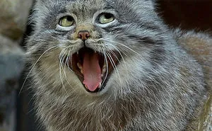 40 Hilariously Unphotogenic Animals That You Will Feel Guilty For Laughing At