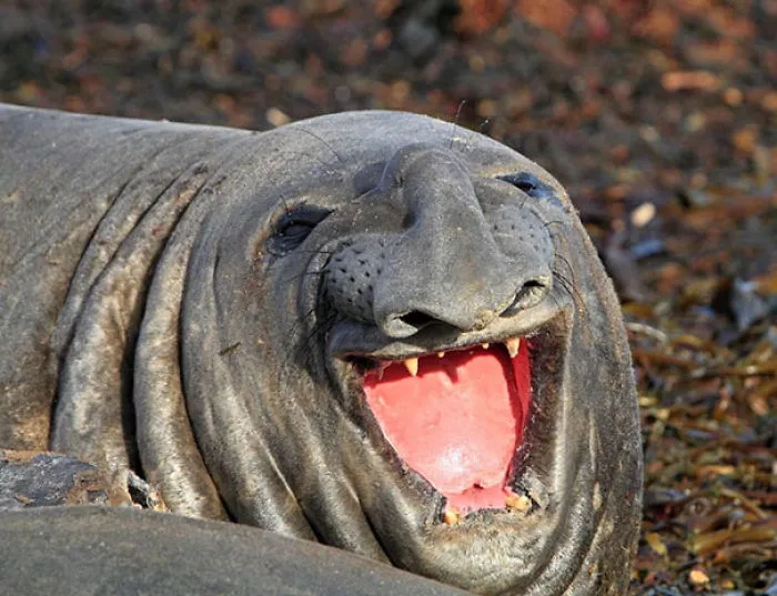 Parece contento