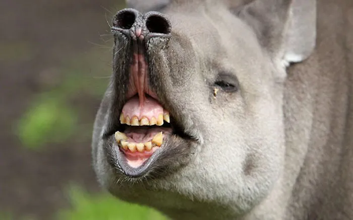 Me acabo de cepillar los dientes