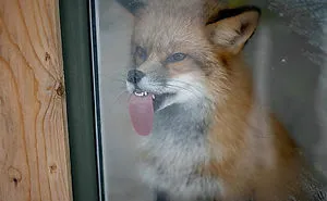 40 Hilariously Unphotogenic Animals That You Will Feel Guilty For Laughing At