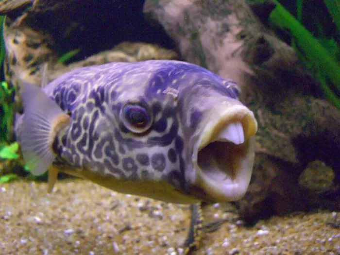 Cara de bobo