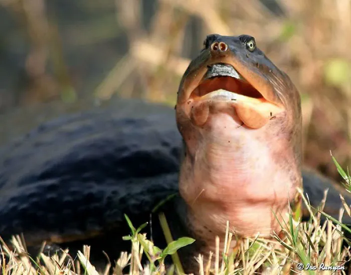 Tortuga poco fotogénica