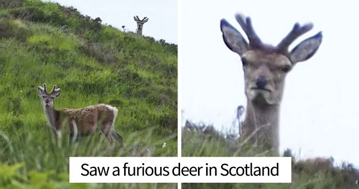 40 Hilariously Unphotogenic Animals That You Will Feel Guilty For Laughing At