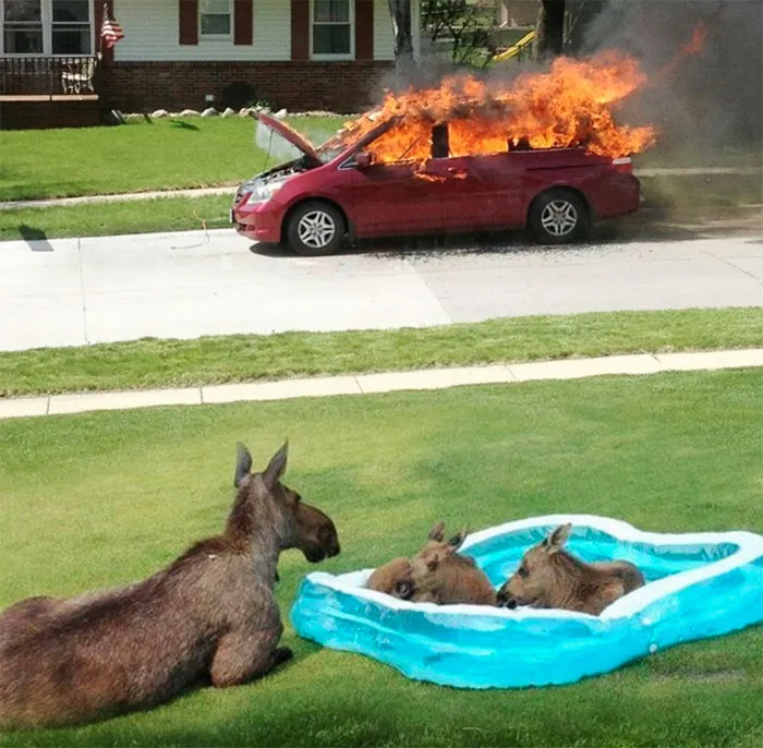 25 Times Canada Roasted America So Well You Can't Even Be Mad