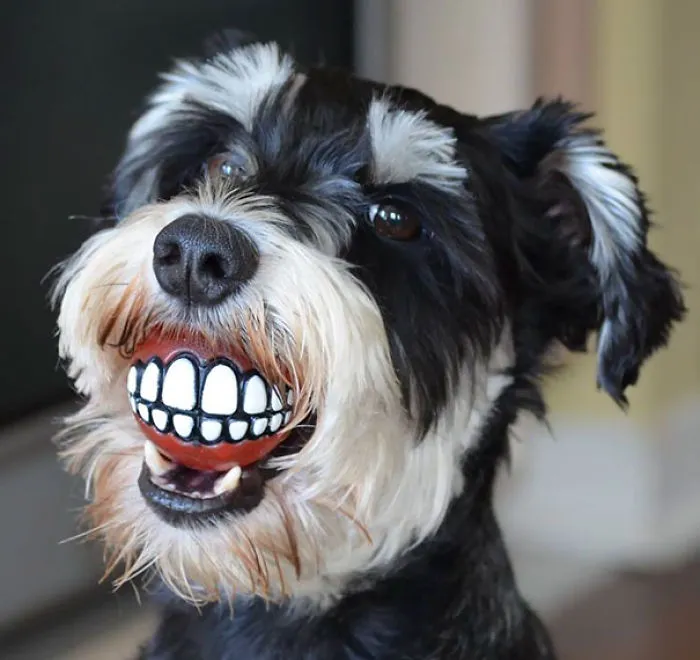 El dentista me ha regalado una pelota para el perro