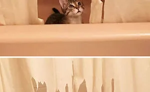 People Are Sharing Pics of Their Pets Being Jerks, And It Will Make You Laugh Out Loud (Add Yours!)