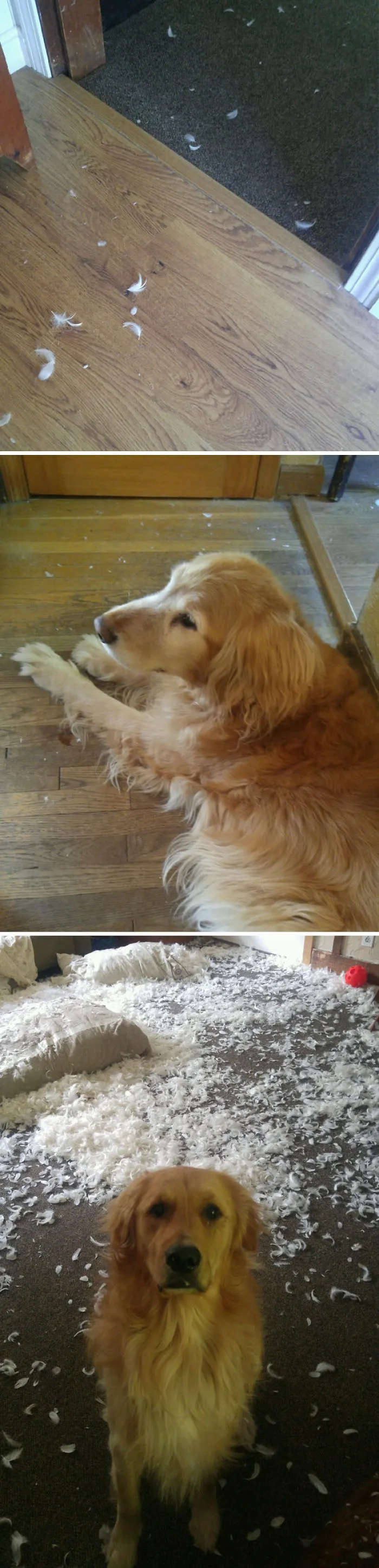 Encontré plumas en el pasillo y pensé que había matado algún pájaro