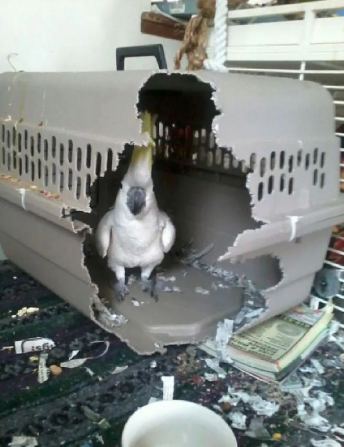 Cage Me Again Motherf*cker