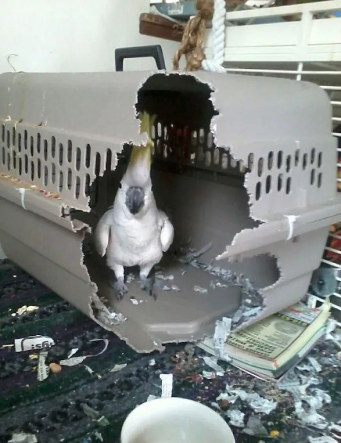 Cage Me Again Motherf*cker
