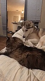 Mi perro es un tocapelotas