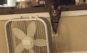 People Are Sharing Pics of Their Pets Being Jerks, And It Will Make You Laugh Out Loud (Add Yours!)