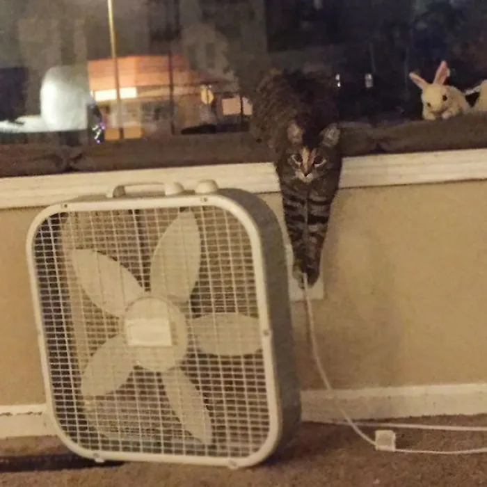 I’m Coughing So Hard I’m Breaking A Sweat And It’s Like A Million Degrees In My House And This One Won't Stop Unplugging The Fan