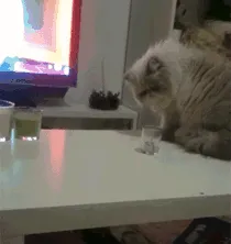 This Jerk