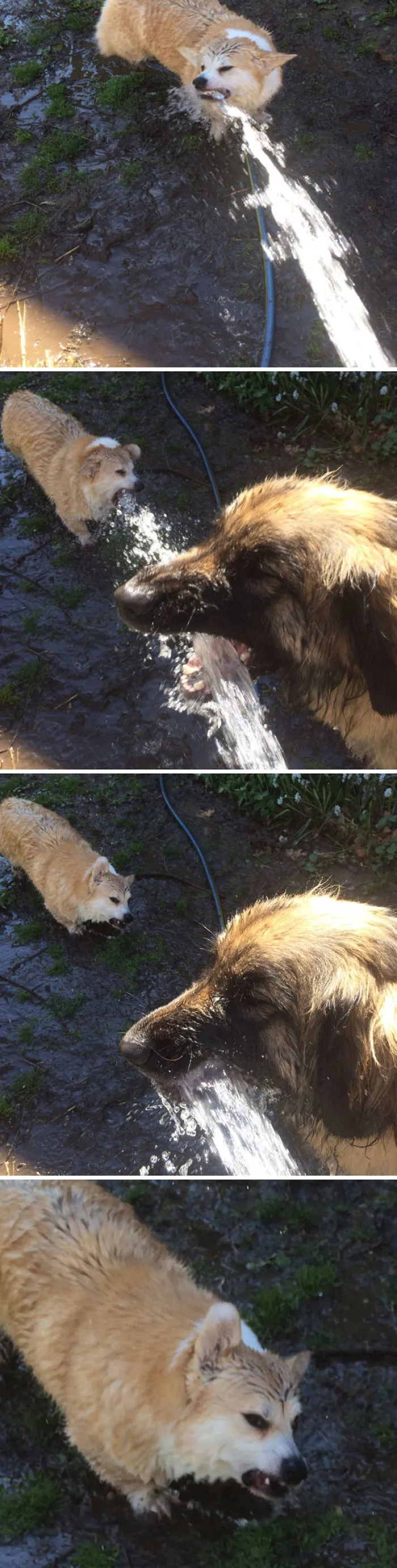 El ladrón de agua