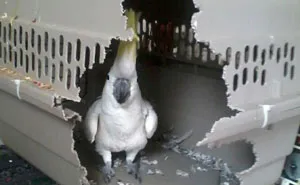 People Are Sharing Pics of Their Pets Being Jerks, And It Will Make You Laugh Out Loud (Add Yours!)
