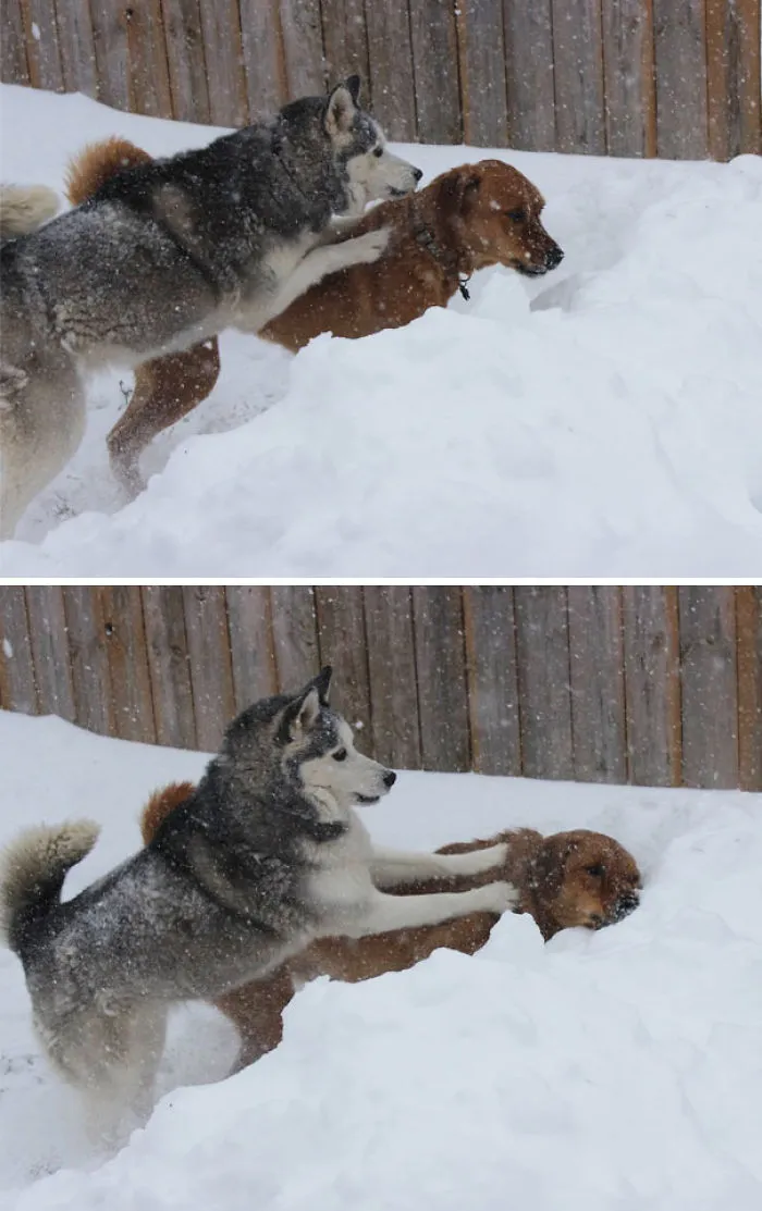 My Dog Is An Asshole