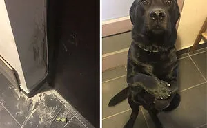 People Are Sharing Pics of Their Pets Being Jerks, And It Will Make You Laugh Out Loud (Add Yours!)