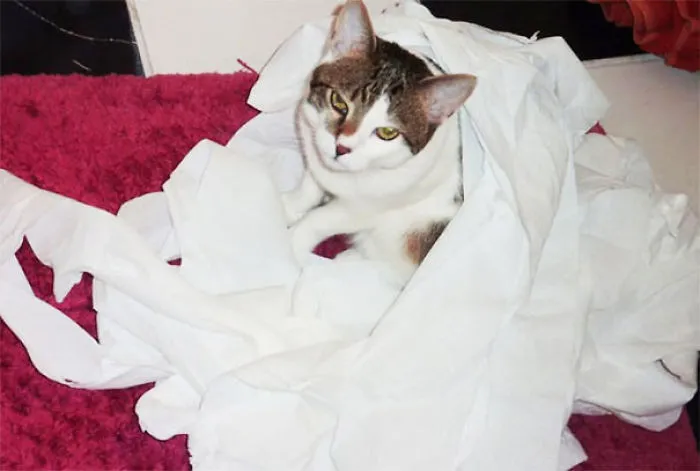 Caught My Cat In The Act! She So Knew She Was Bad!