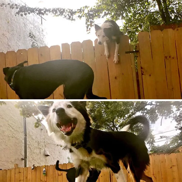 My Daycare Extended The Fences To Keep Me From Jumping Them- Didn't Work