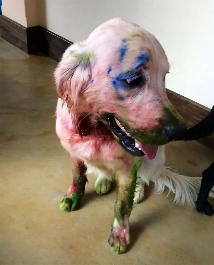 I’m Sick Of You Ignoring Me To Paint So I Ate Your Paint Set