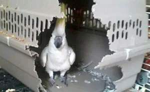 Share Pictures Of Your Pets Being Jerks