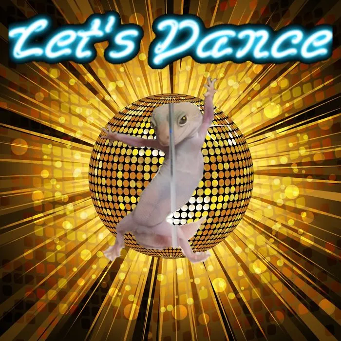 Super disco geko