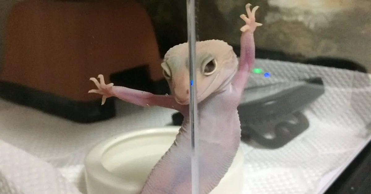 Este geko ridículamente fotogénico inspira una divertida batalla de Photoshop