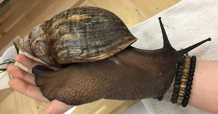 Insect Breeder Presents ‘The Biggest Snail You Will Ever See’