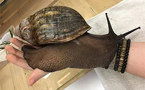 Insect Breeder Presents ‘The Biggest Snail You Will Ever See’