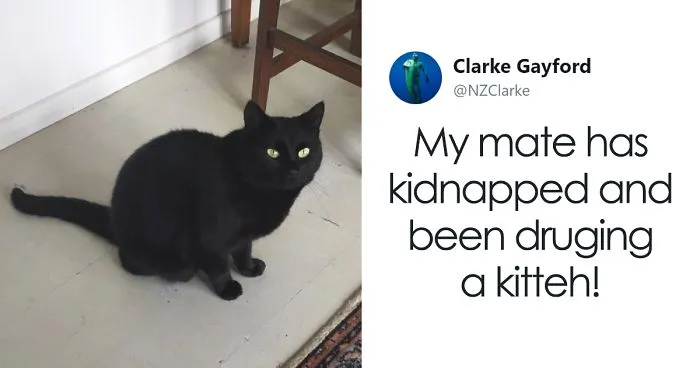 Man Accidentally Kidnaps Neighbour's Cat Thinking It Was His, And It Escalates Hilariously