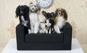 IKEA Just Launched A Pet Furniture Collection, And Animal Lovers Want It All