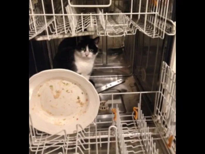 My Cat (Holly) Being Annoying (Per Usual.)
