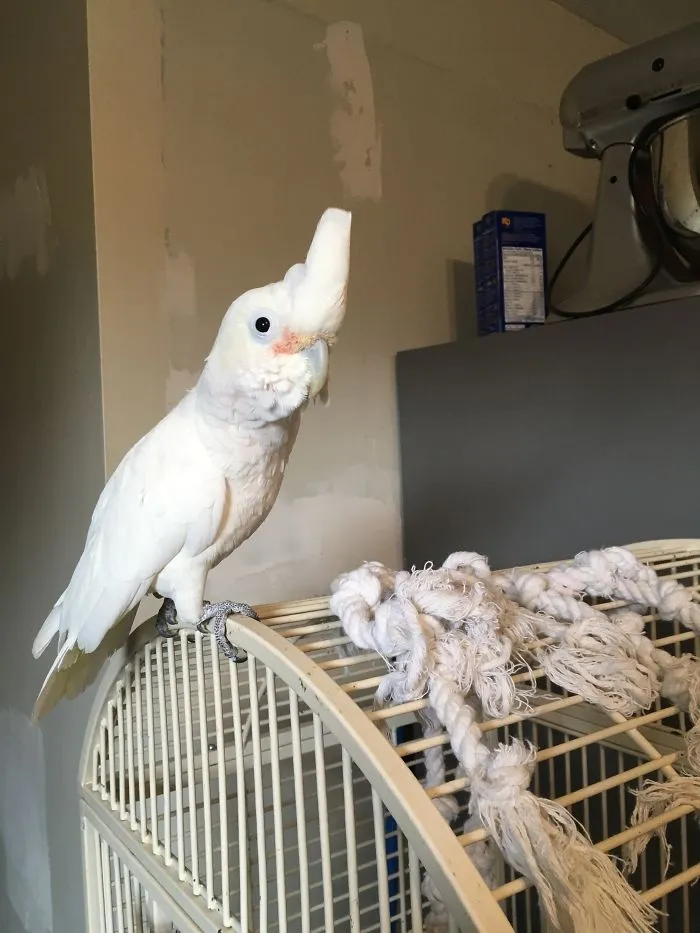 Patch It Up Again Mofo! I’ll Just Chew Another Hole In The Nice Clean Wall