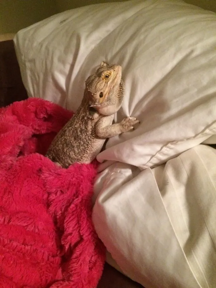 Sorry Mom, It's My Bed Now.