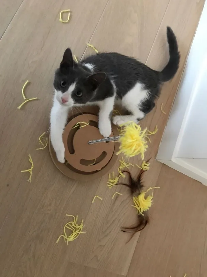 Mr. Pebbles And His New Toy