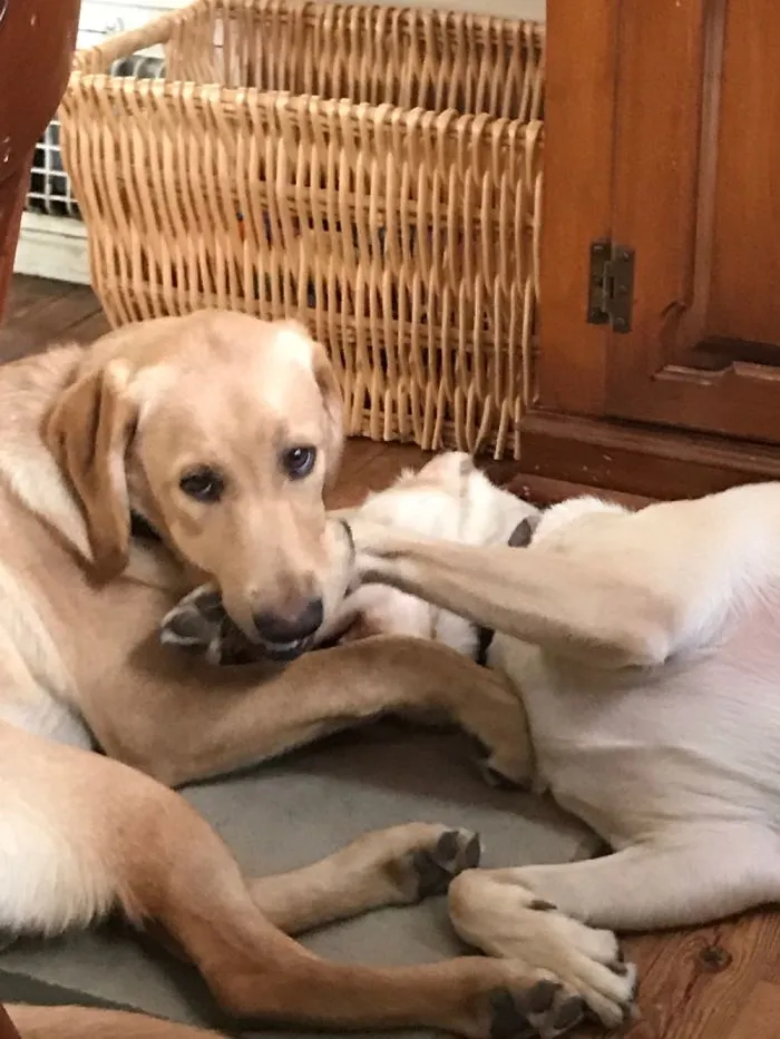 Omnom On Big Sis