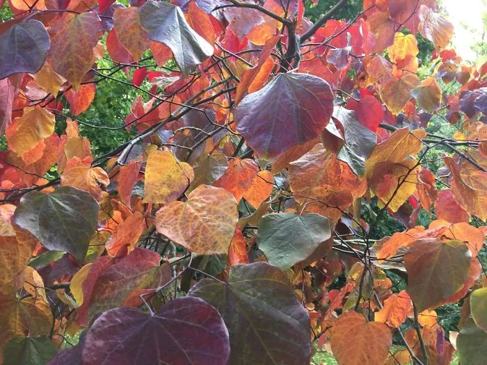 Leaves In Color