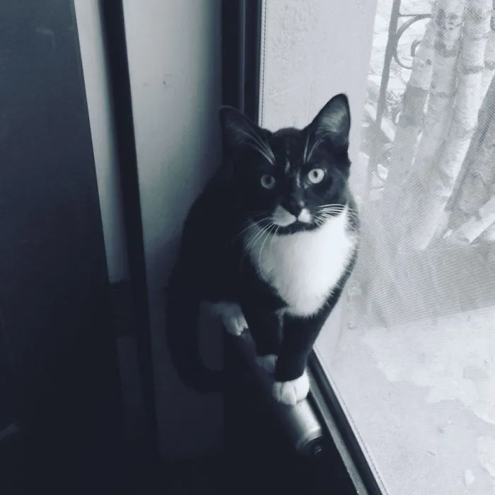 Pets Being Cute