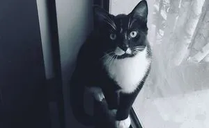 Pets Being Cute