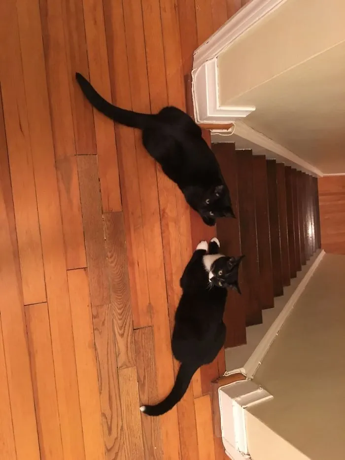Two Cats
