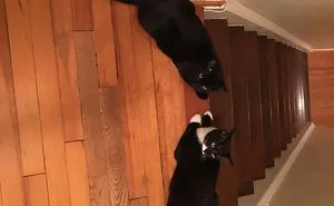 Two Cats