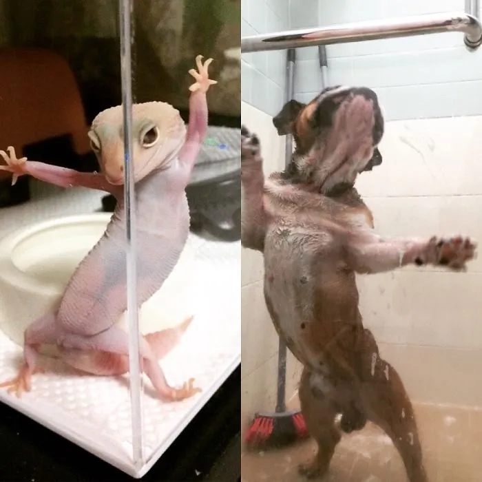 Mi perro aprendiendo la pose