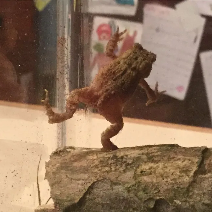 My Frog Punchy