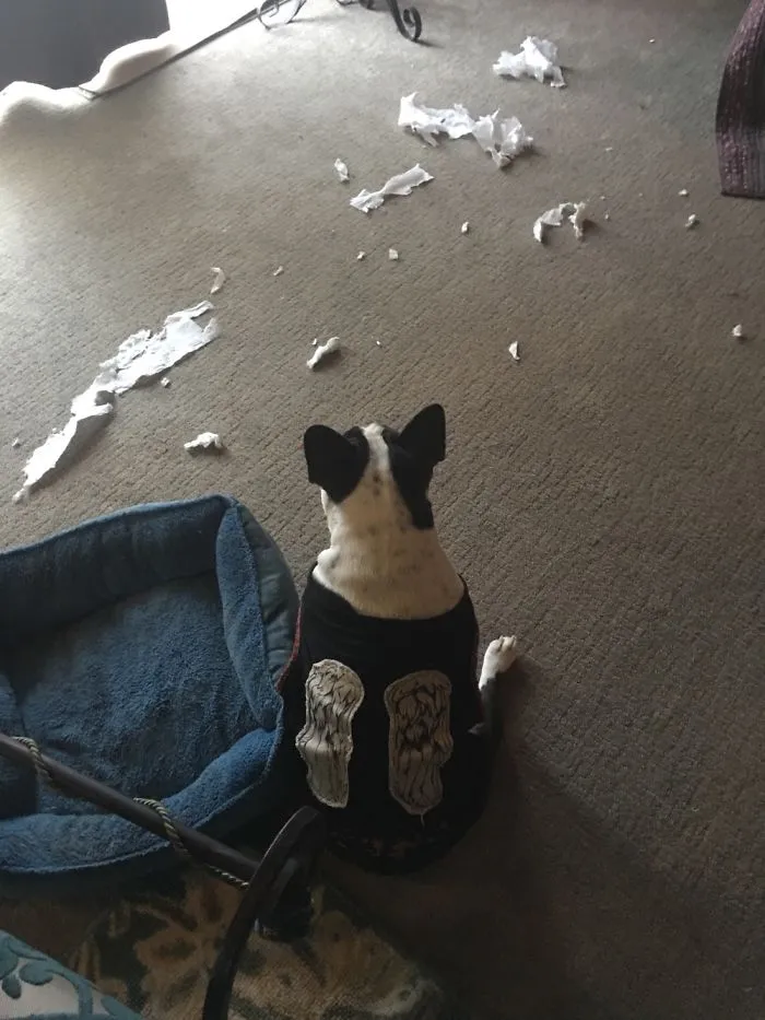 Guess I Should Have Expected Total Destruction Once I Put The Daryl Dixon T-Shirt On Her...