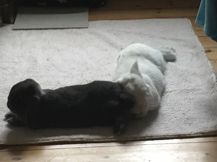 Pellinor Being A Jerk To Merlin