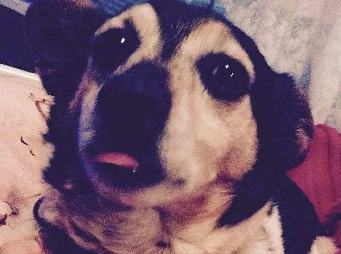 My Dog (Smooch) Warning: To Cute To Handle!!
