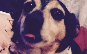 My Dog (Smooch) Warning: To Cute To Handle!!