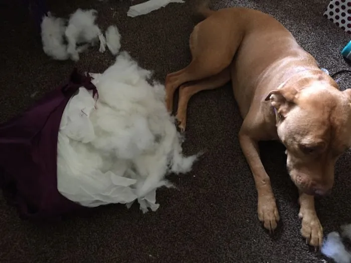 I Really Should Stop Buying Cushions