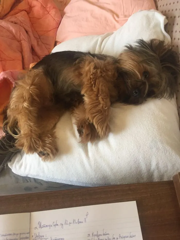 Just A Normal Pose For An Afternon Nap.